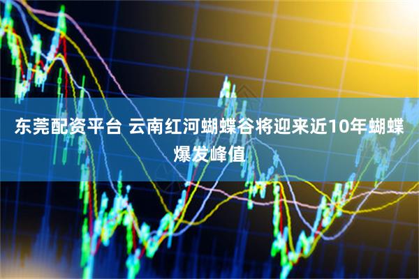 东莞配资平台 云南红河蝴蝶谷将迎来近10年蝴蝶爆发峰值